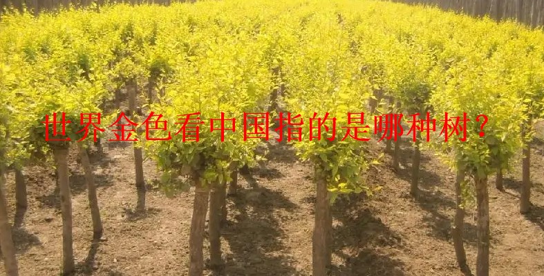 世界金色看中国指的是哪种树